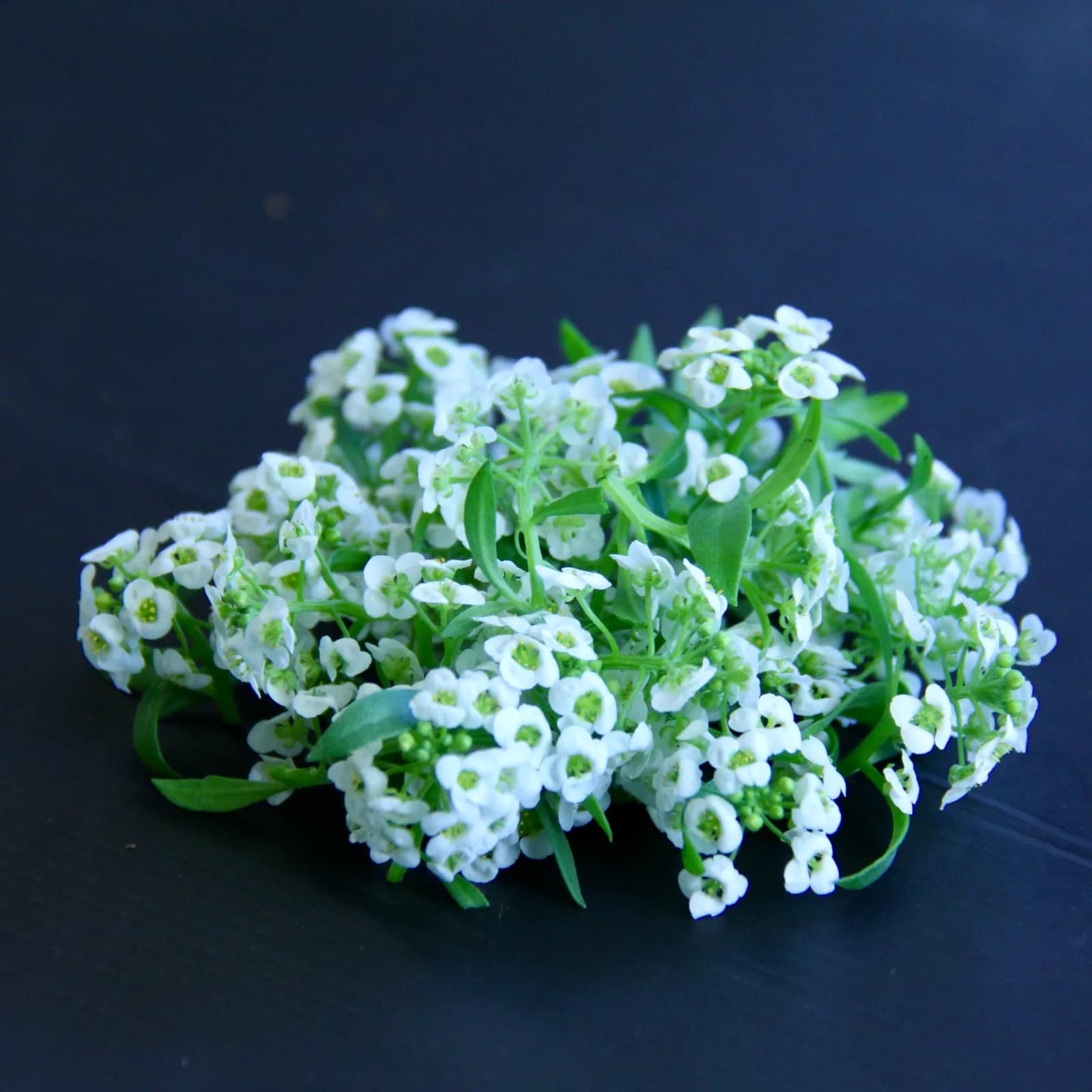 Alyssum — Lobularia maritima