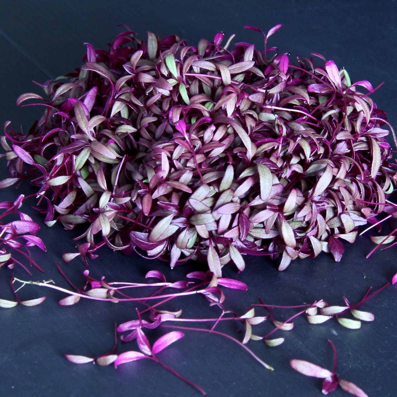 Amaranth — Amaranth microgreens