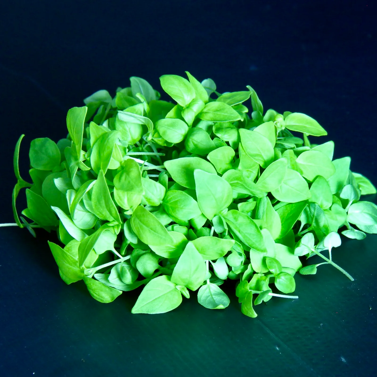 Basil Lemon — Ocimum × citriodorum