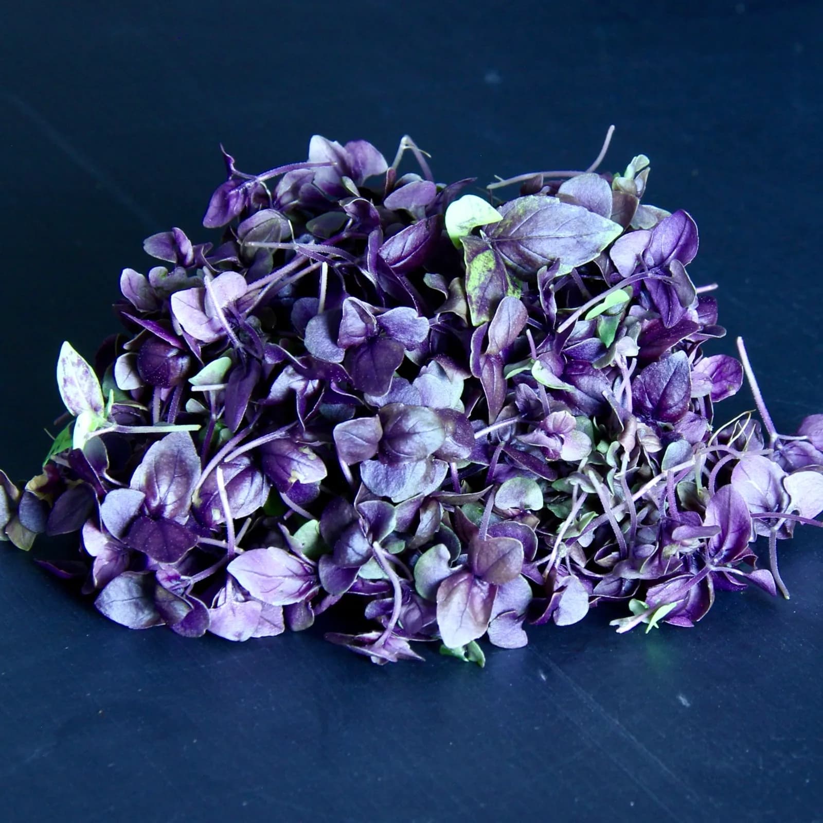 Purple Rain — Red Basil micro herbs — Ocimum basilicum var. purpurascens