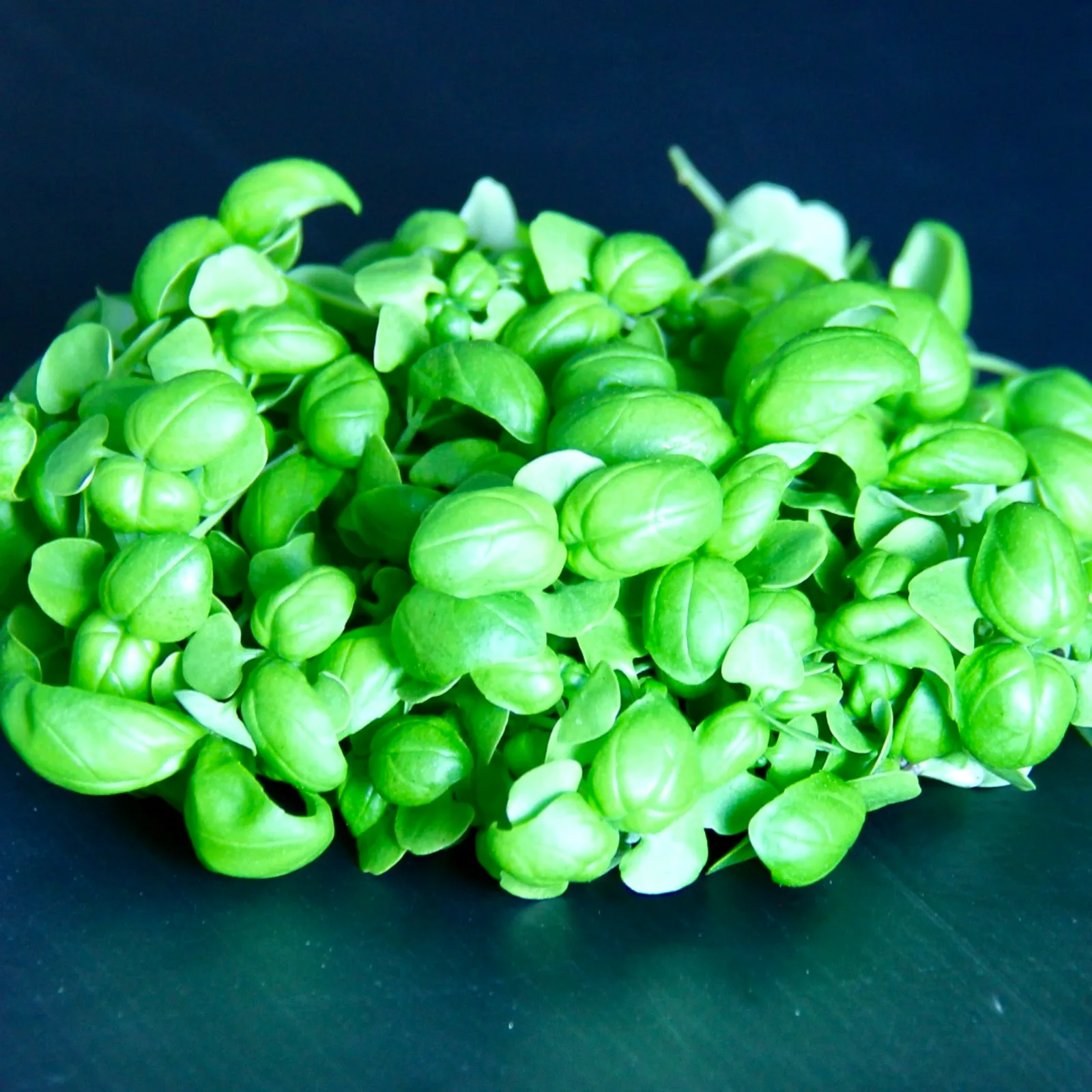 Basil Sweet Genovese — Ocimum basilicum 'Genovese'