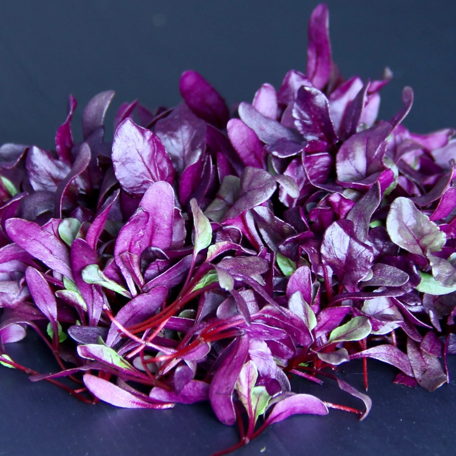 The Beets Go On — Bull's Blood Beetroot microgreens — Beta vulgaris ' Beets Bull's Blood'