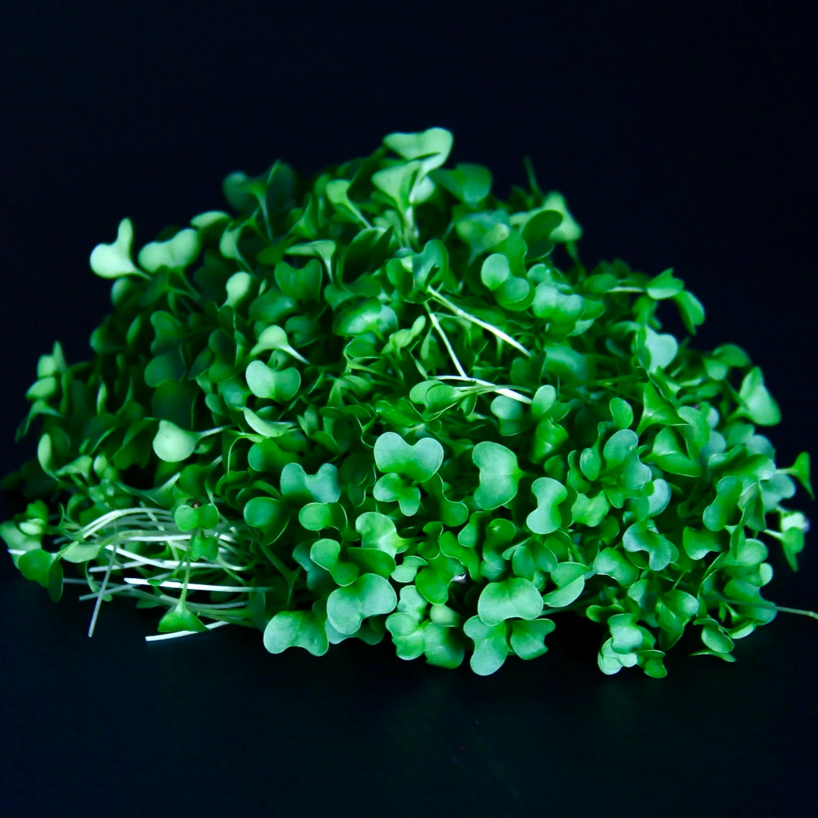 Broccoli — Brassica oleracea var. italica