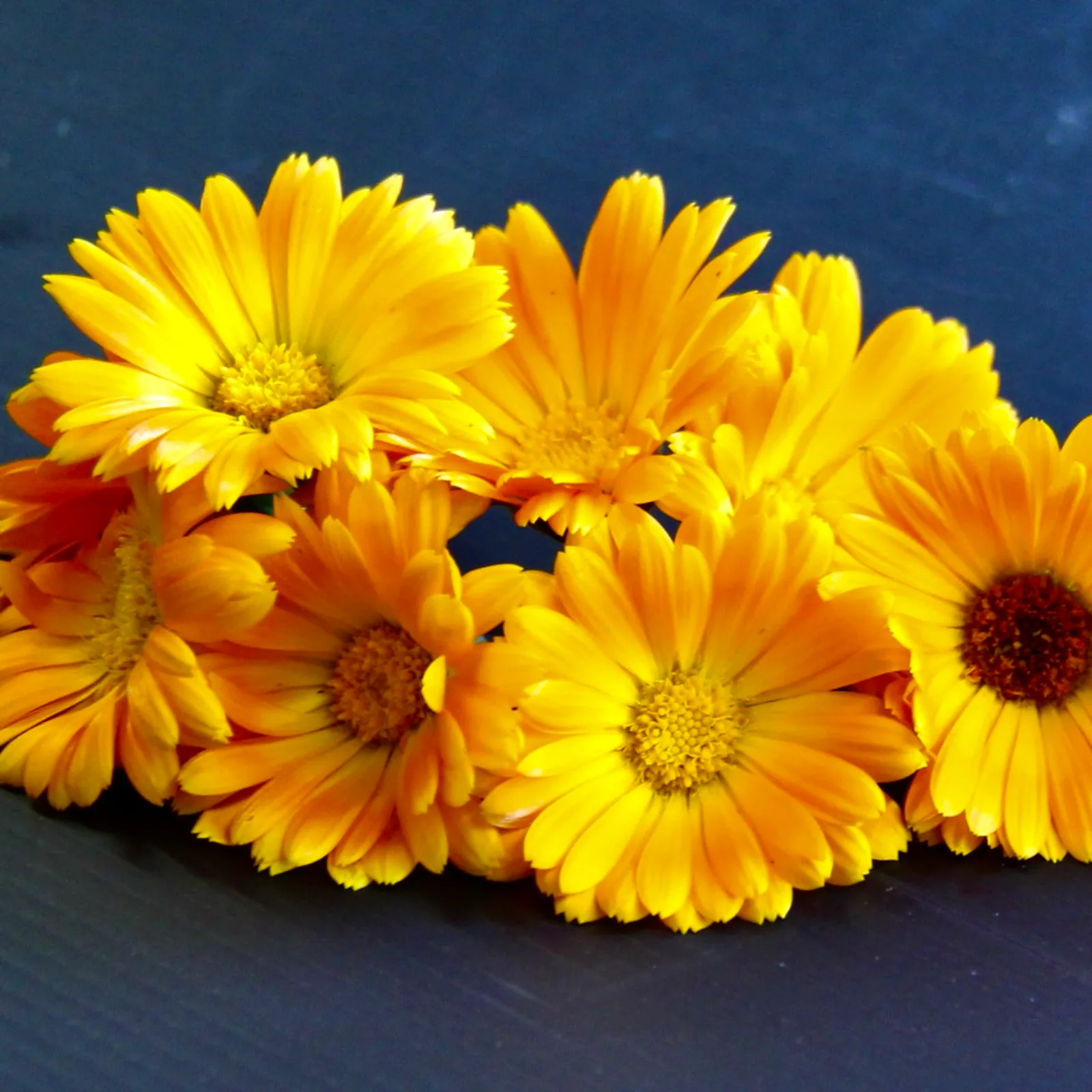 Calendula — Calendula edible flowers