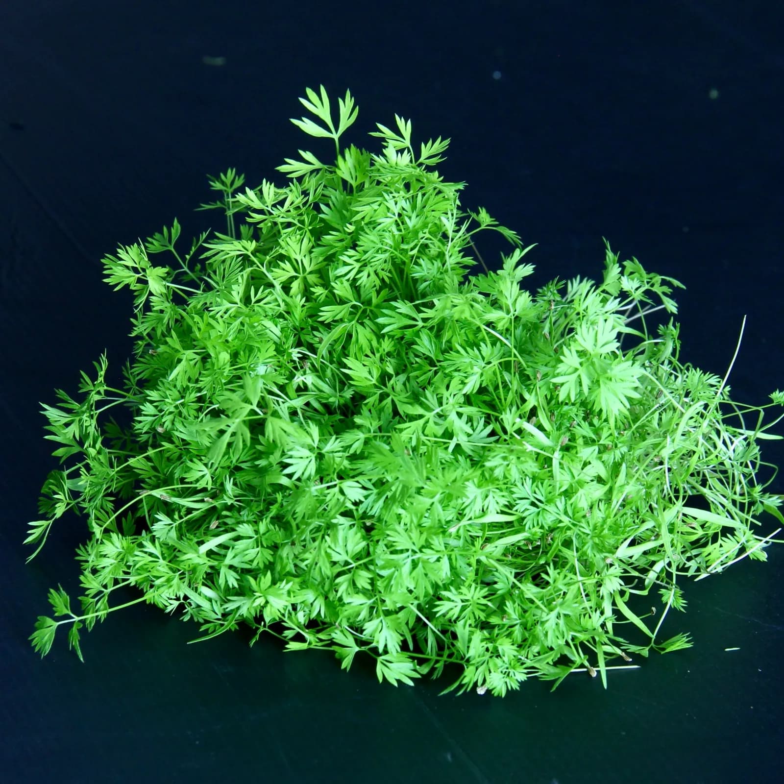 Carrot — Daucus carota