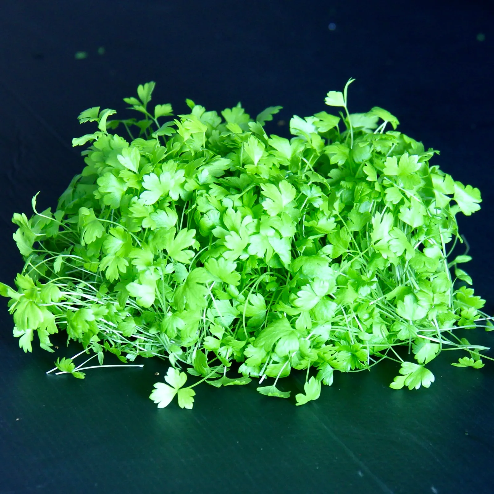 Celery — Apium graveolens