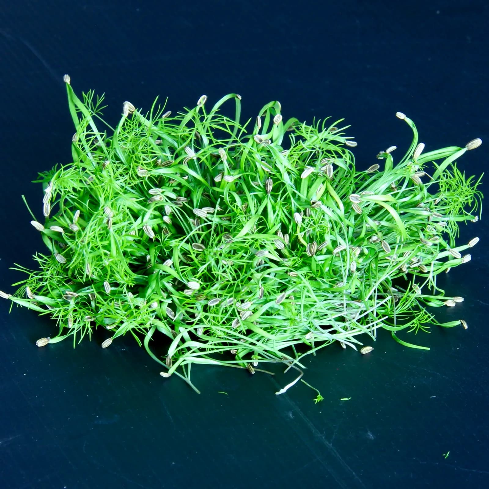 Fennel — Foeniculum vulgare