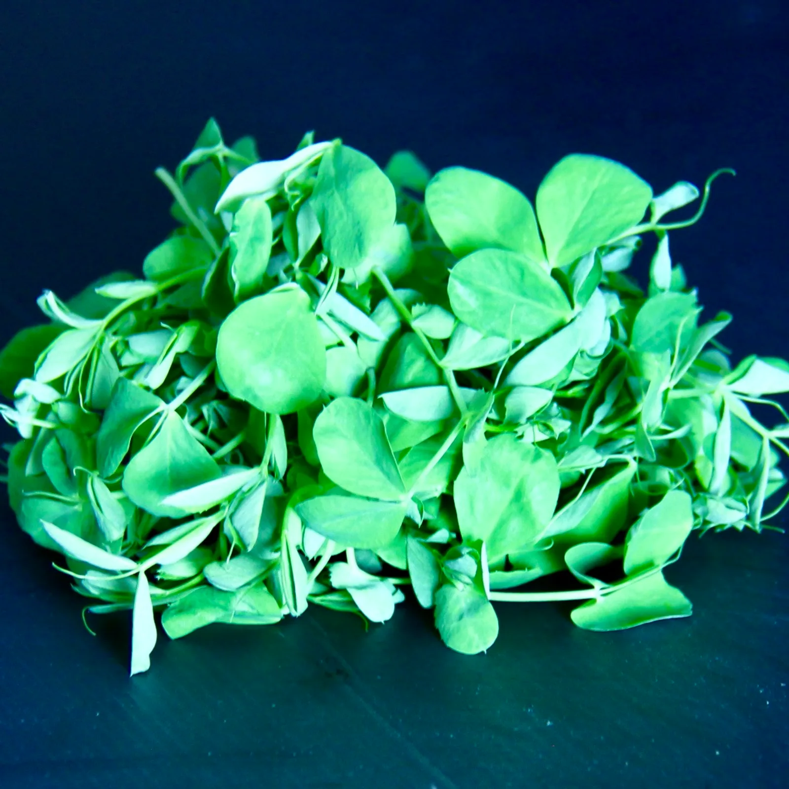 Salad Pea — Pea Shoots microgreens — Pisum sativum