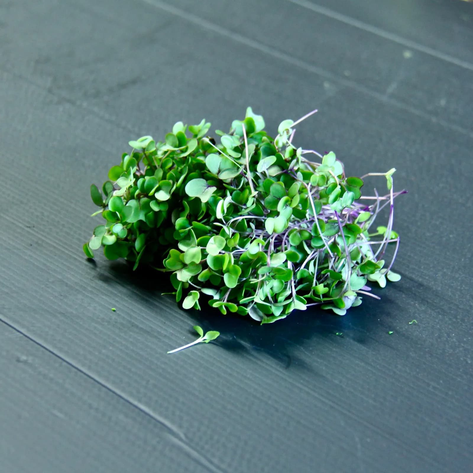 Pink Russian Kale — Brassica napus 'Red Russian'