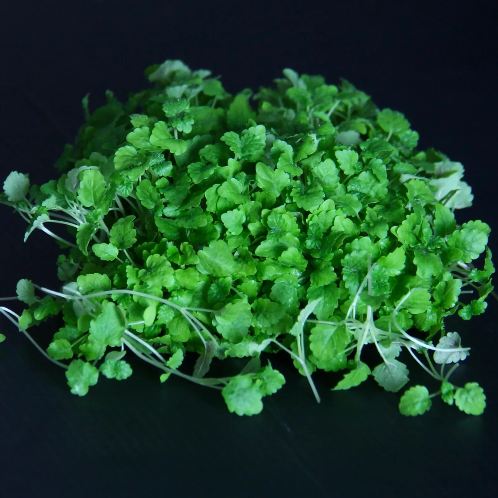 Lemon Balm — Melissa officinalis