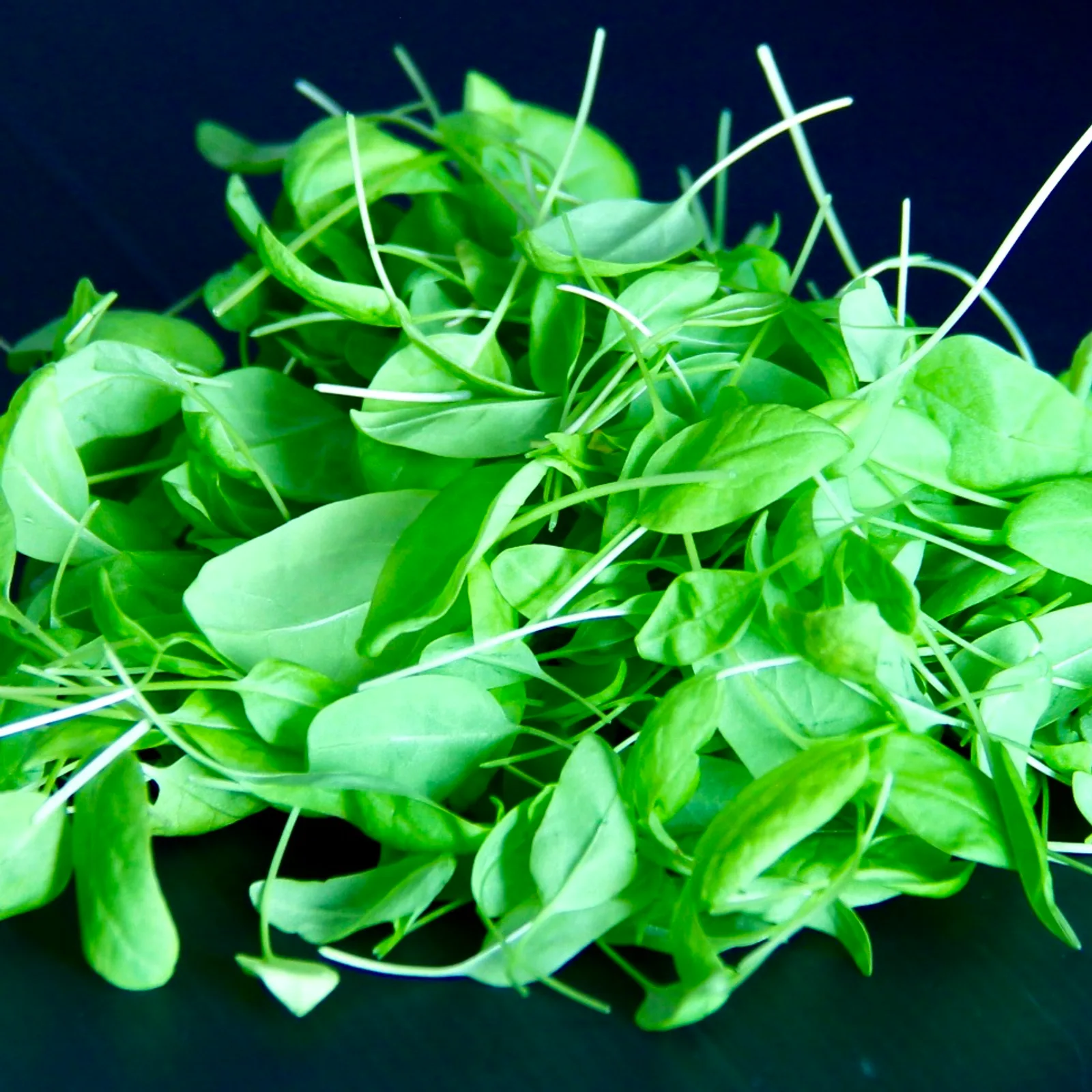 Lemon Sorrel — Rumex acetosa