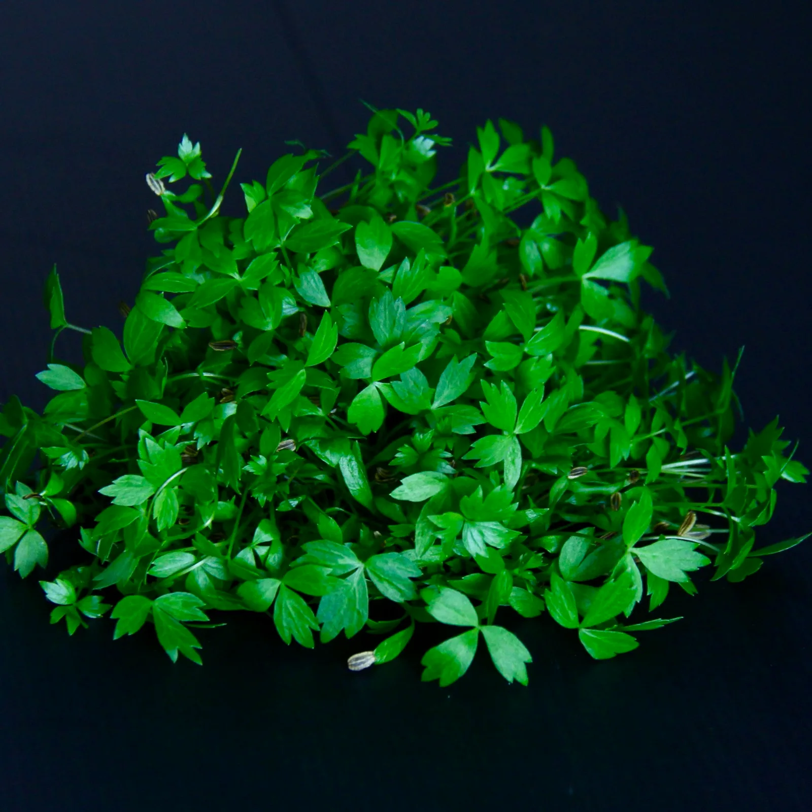 Lovage — Lovage micro herbs