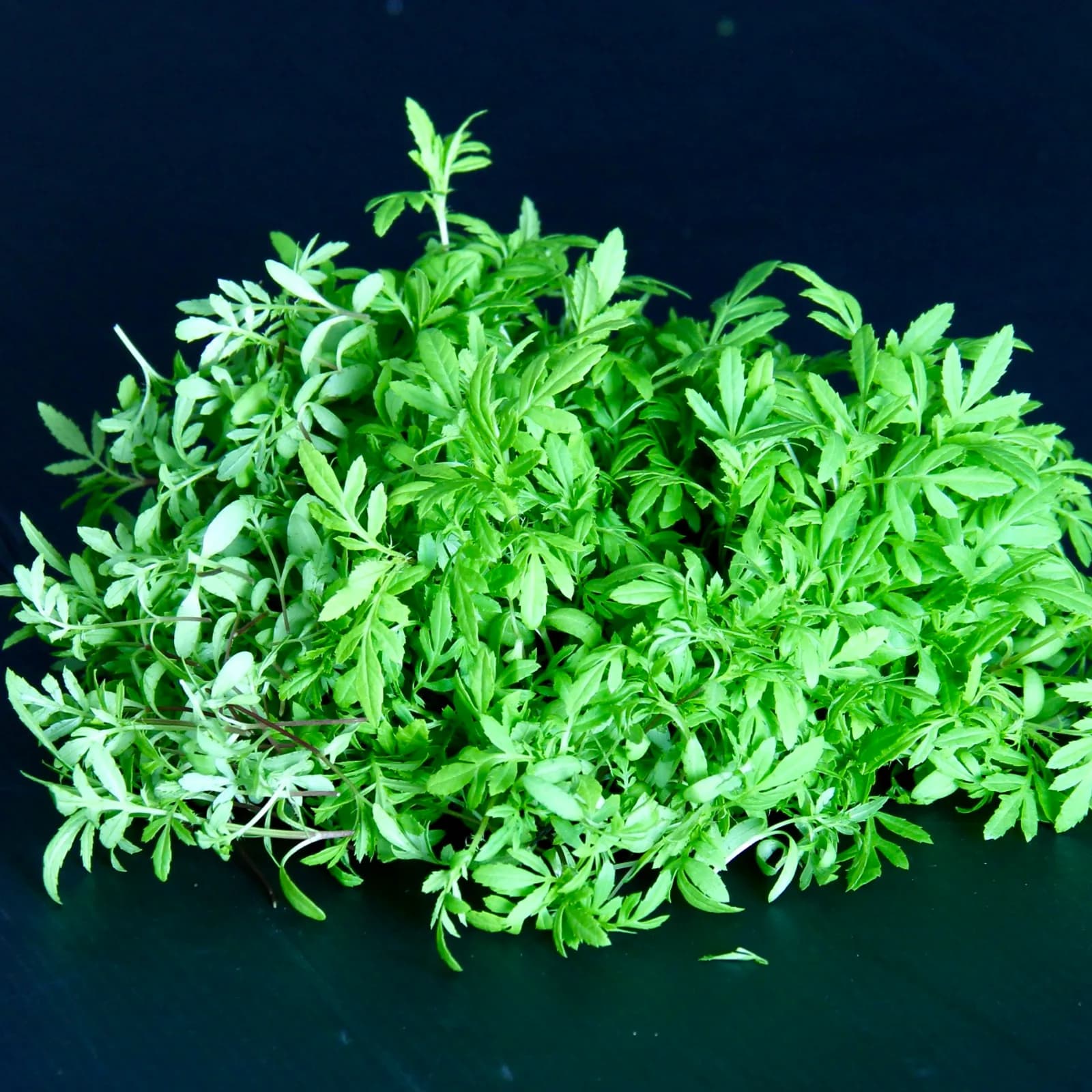Mexican Marigold — Tagete Minuta
