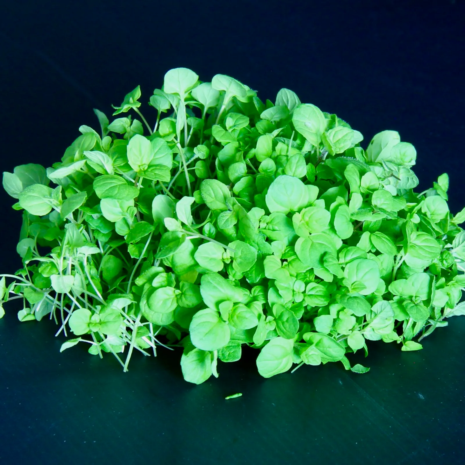 Mint — Mentha spicata