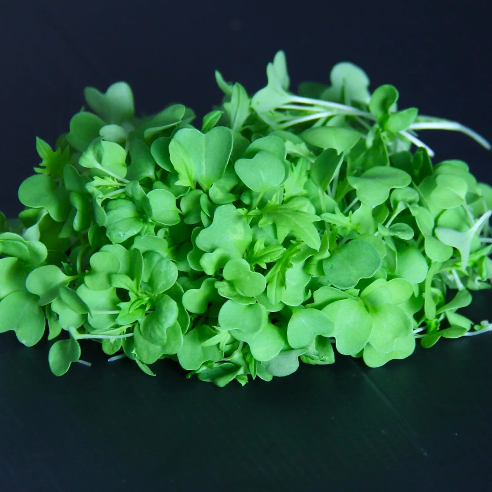 Mizuna — Mizuna (Japanese Mustard Greens) microgreens — Brassica rapa var. nipposinica