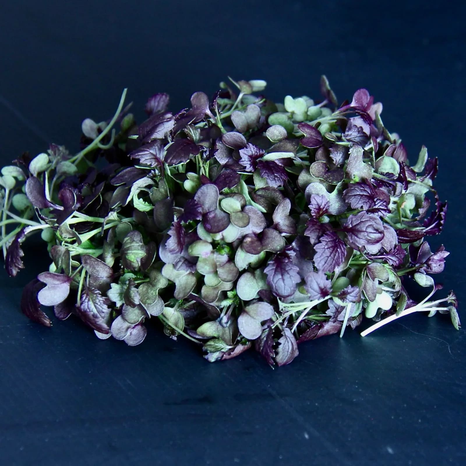 Mustard Red Lace — Brassica juncea 'Red Lace'