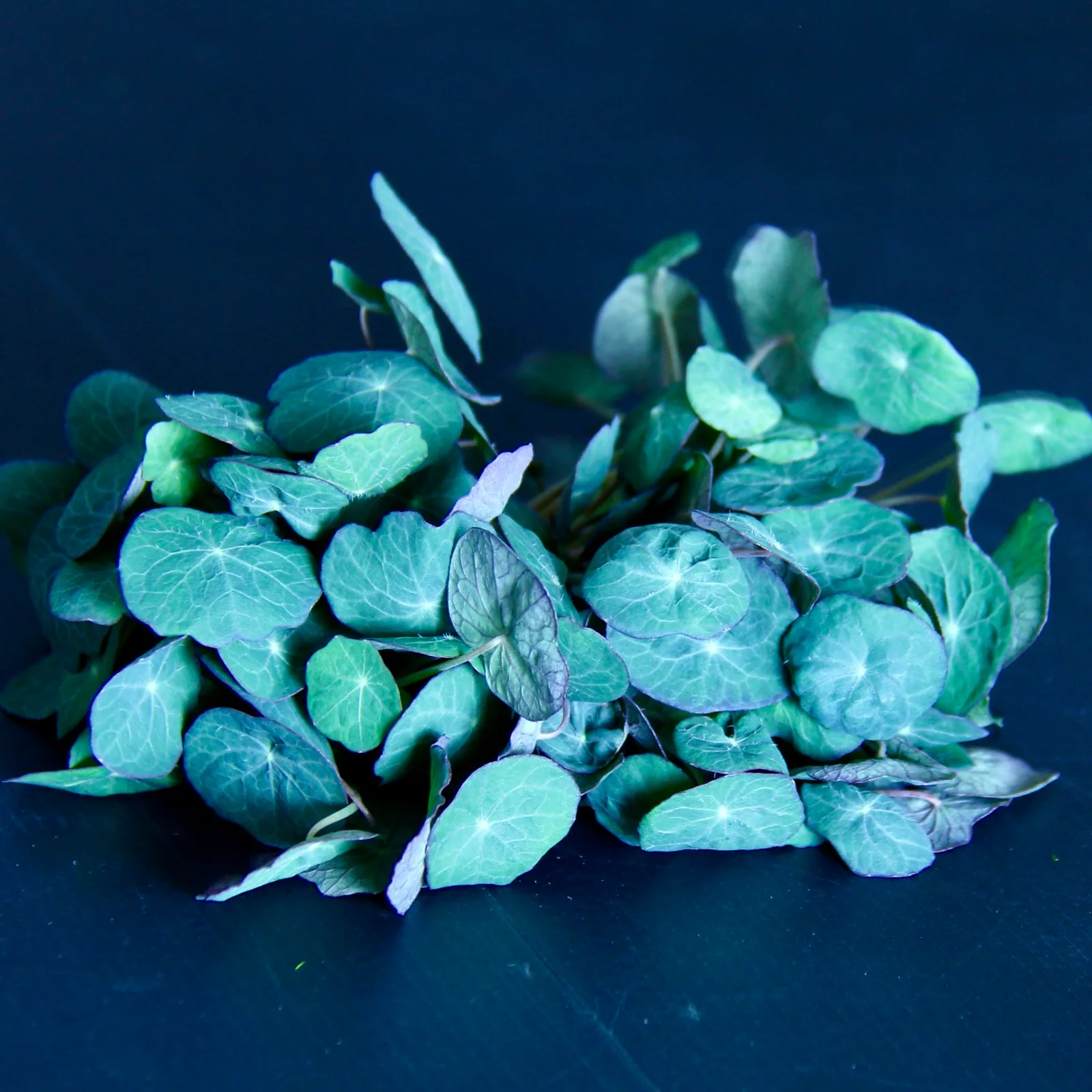 Nasturtium Blue Pepe — Tropaeolum majus