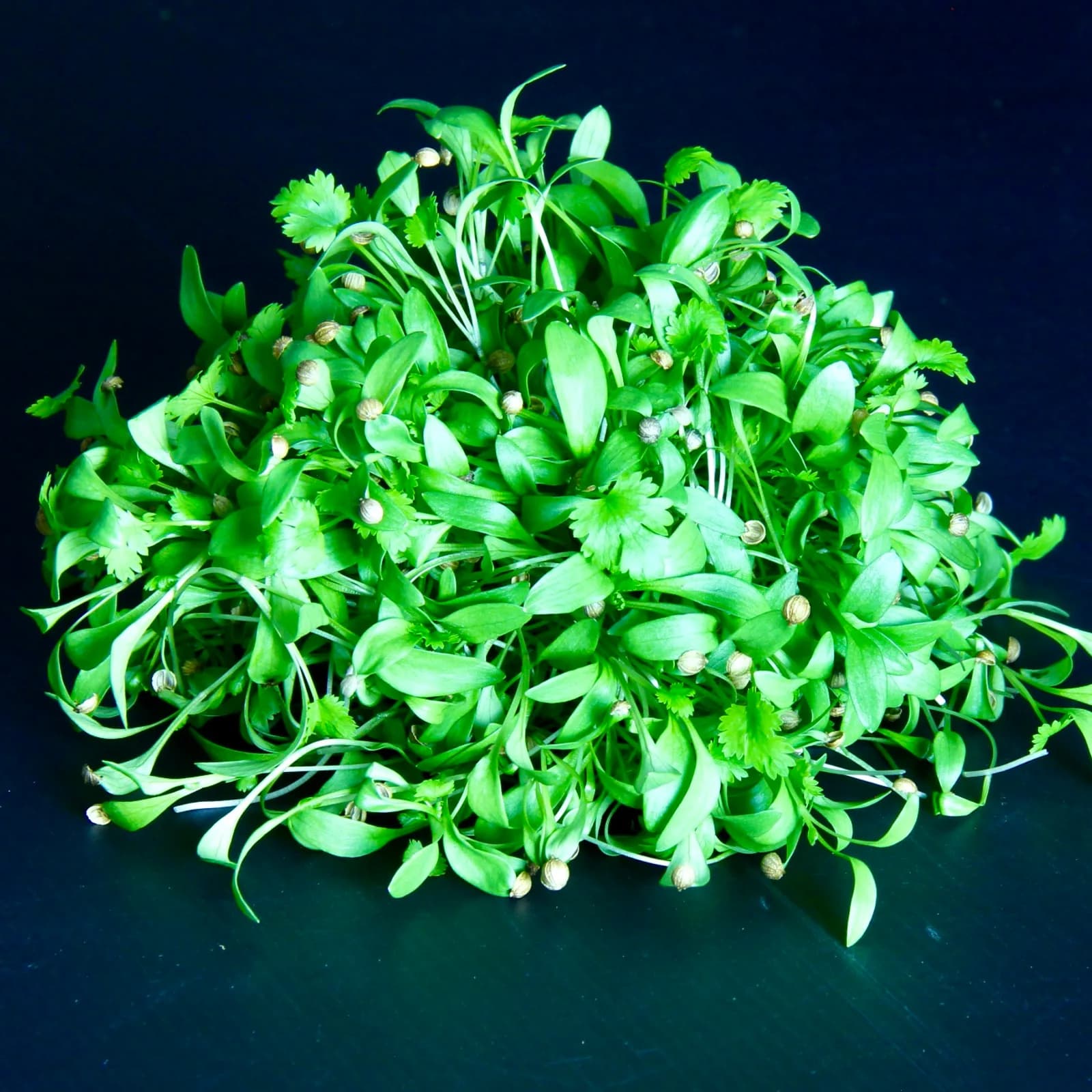 Coriander — Coriandrum sativum