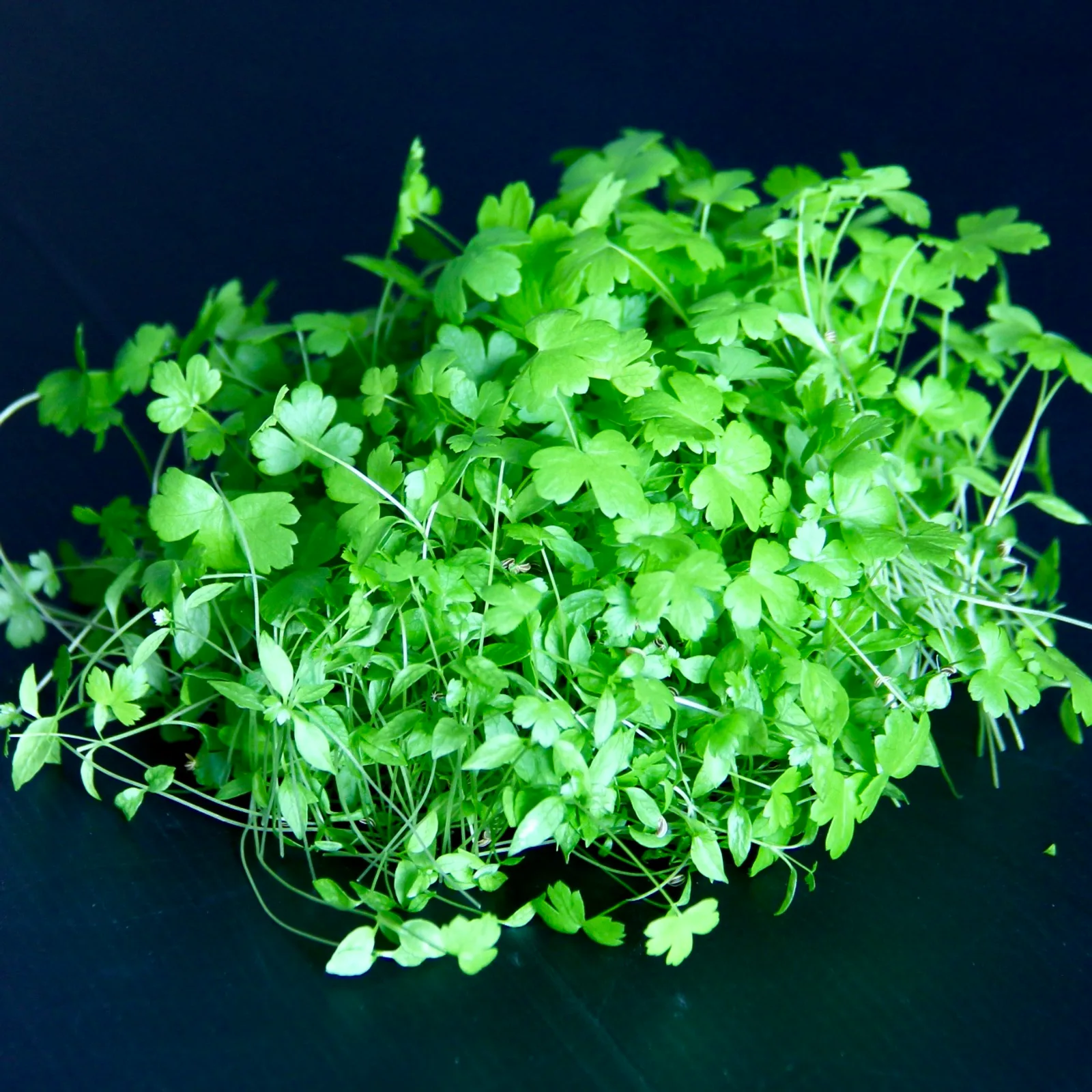 Parsley — Petroselinum crispum var. neapolitanum