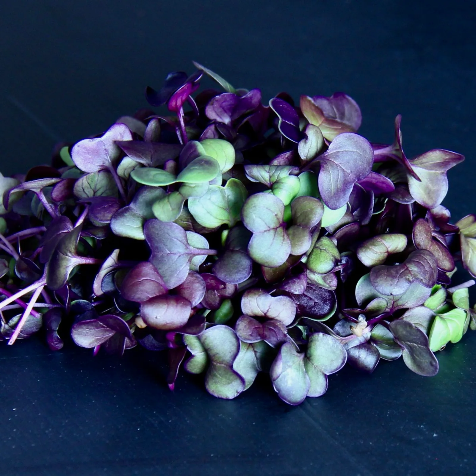 Radish Rambo — Raphanus sativus 'Rambo'