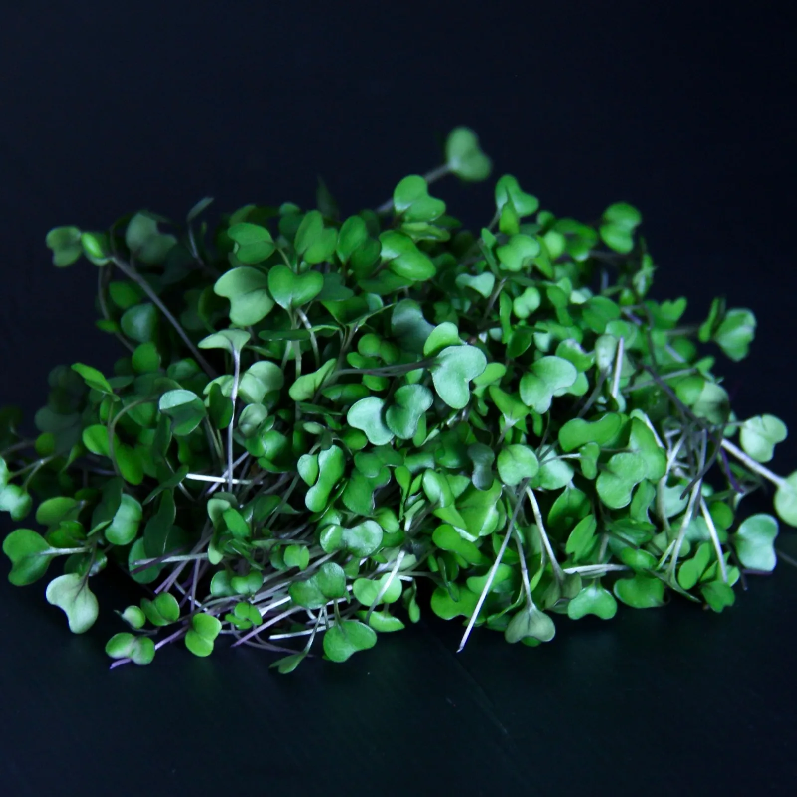 Red Cabbage — Red Cabbage Microgreens microgreens — photo 1 of 2