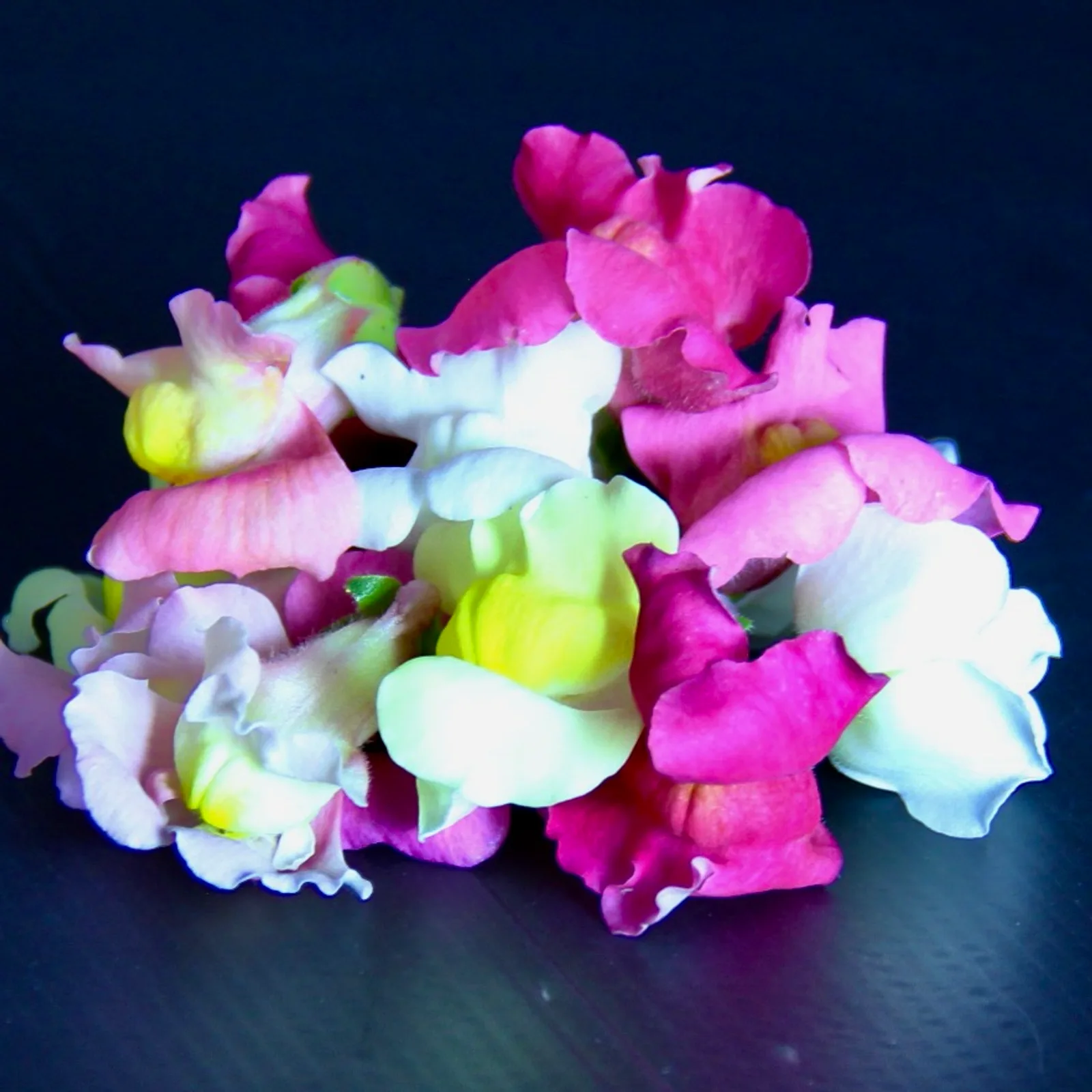 Snapdragon — Edible Snapdragon edible flowers