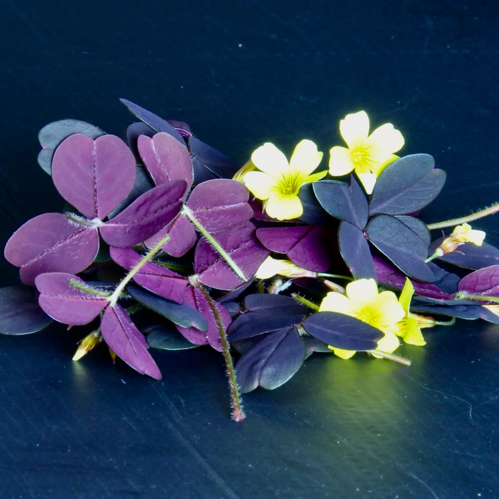 Sorrel Purple Haze — Oxalis triangularis