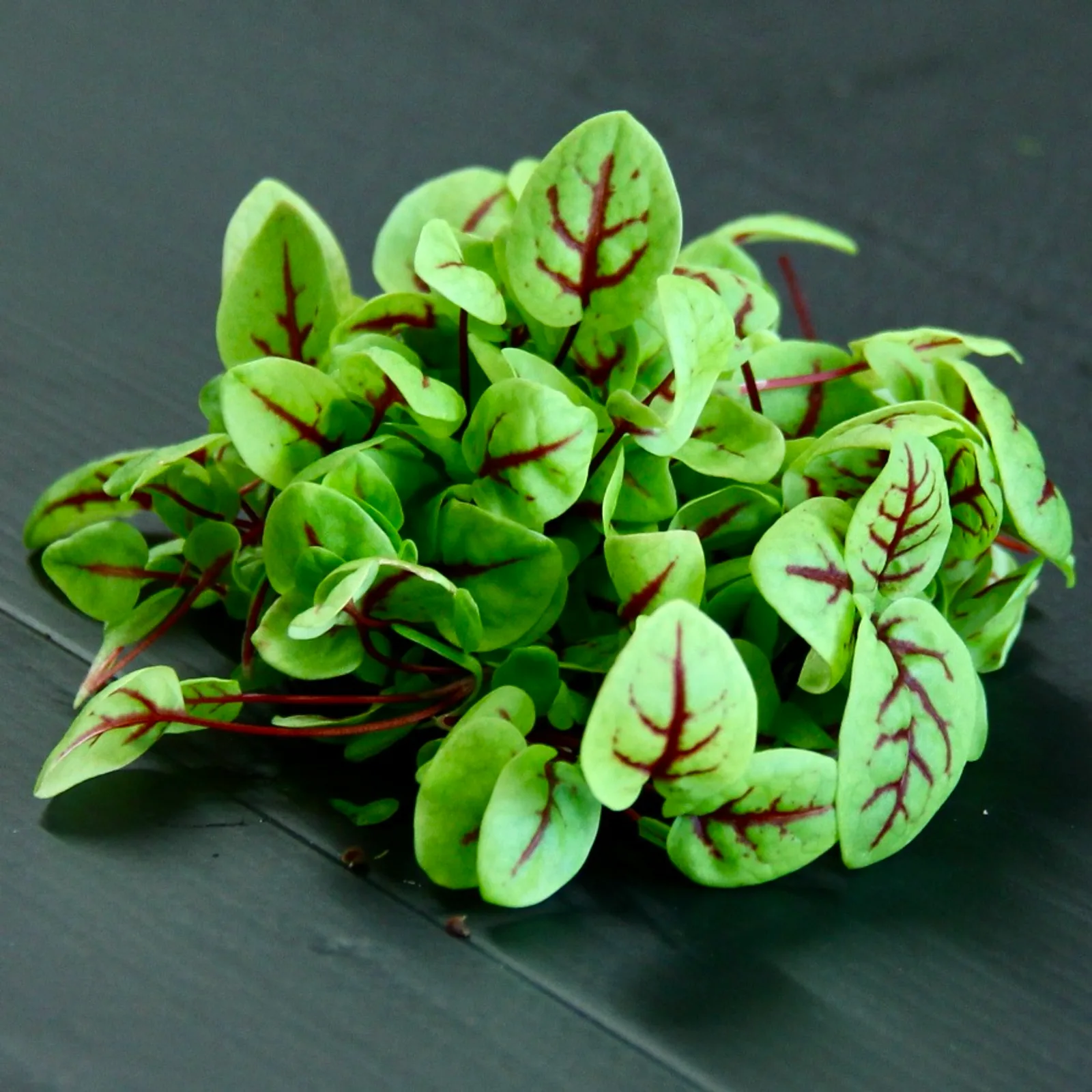 Sorrel Red Vein — Rumex sanguineus