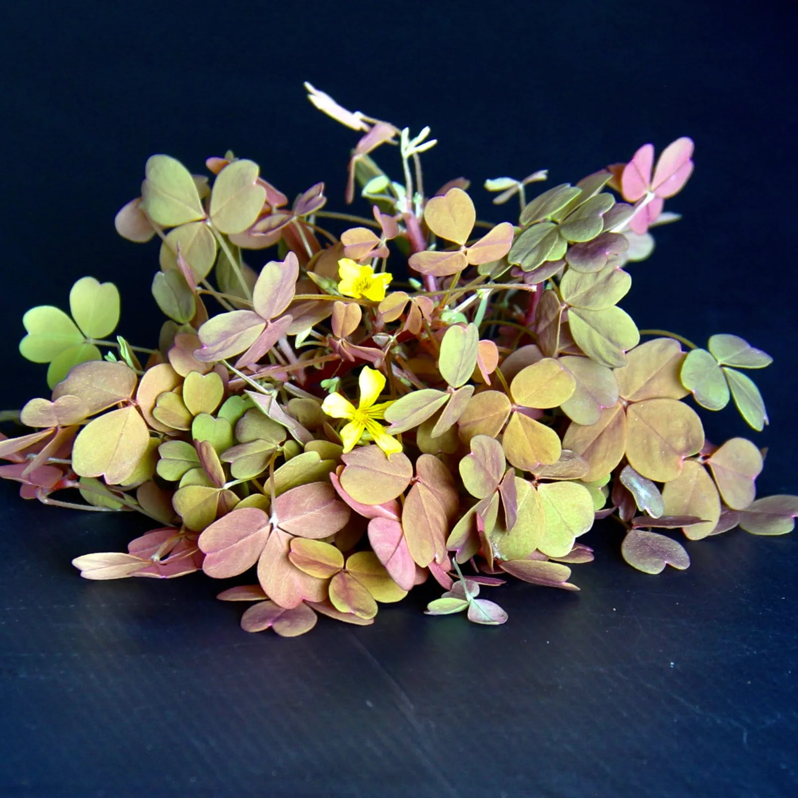 Sorrel Sunset — Oxalis vulcanicola