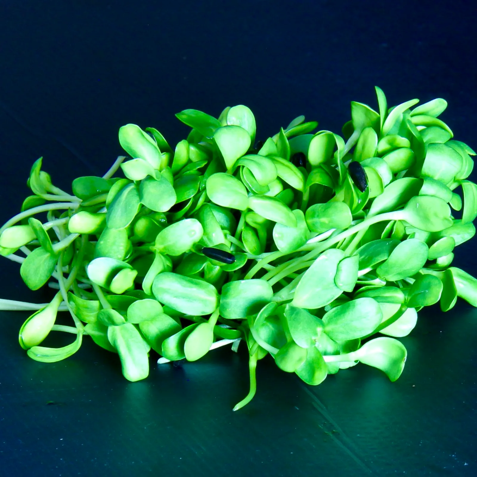 Sunflower Shoots — Helianthus annuus