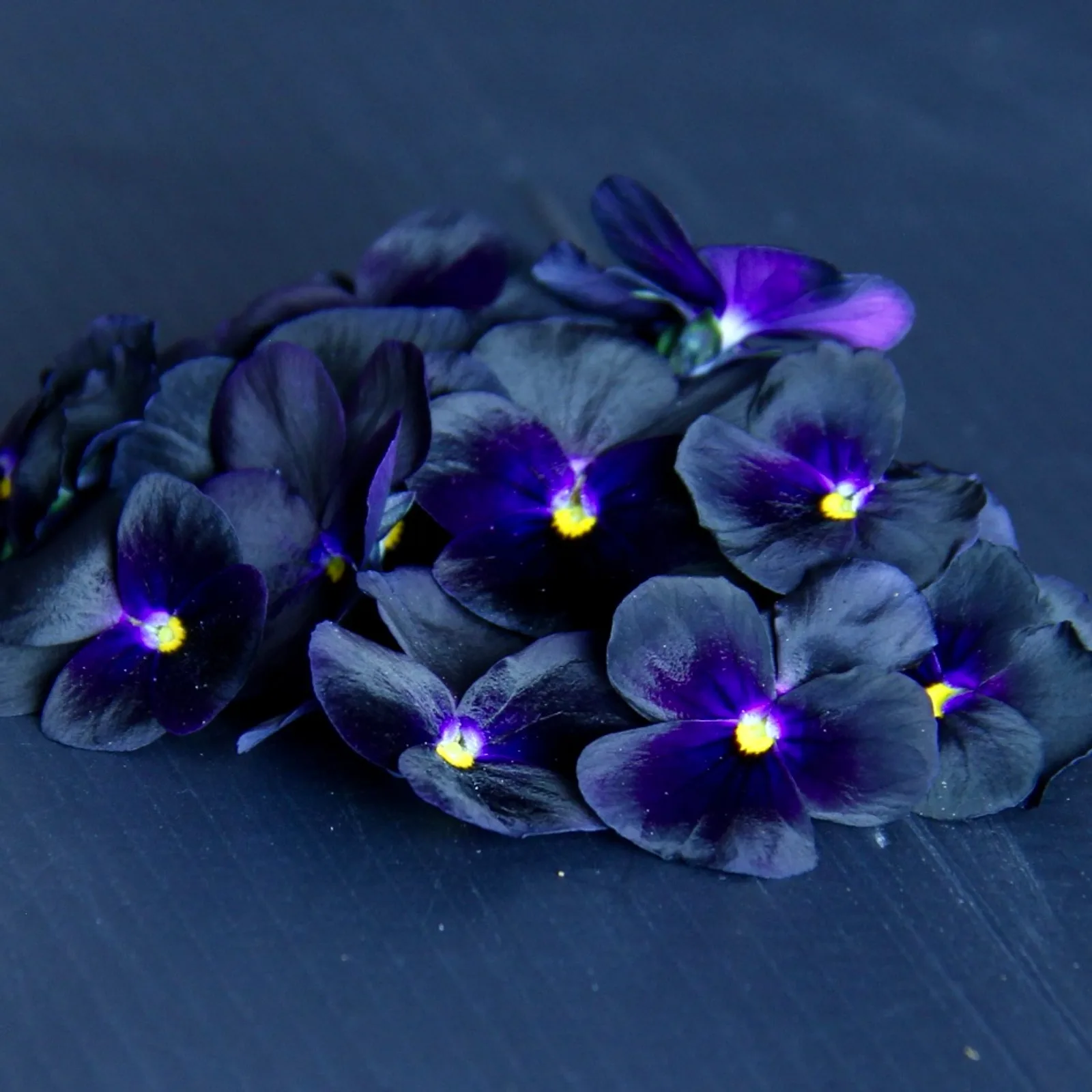 Back in Black — Black Viola edible flowers — Viola cornuta