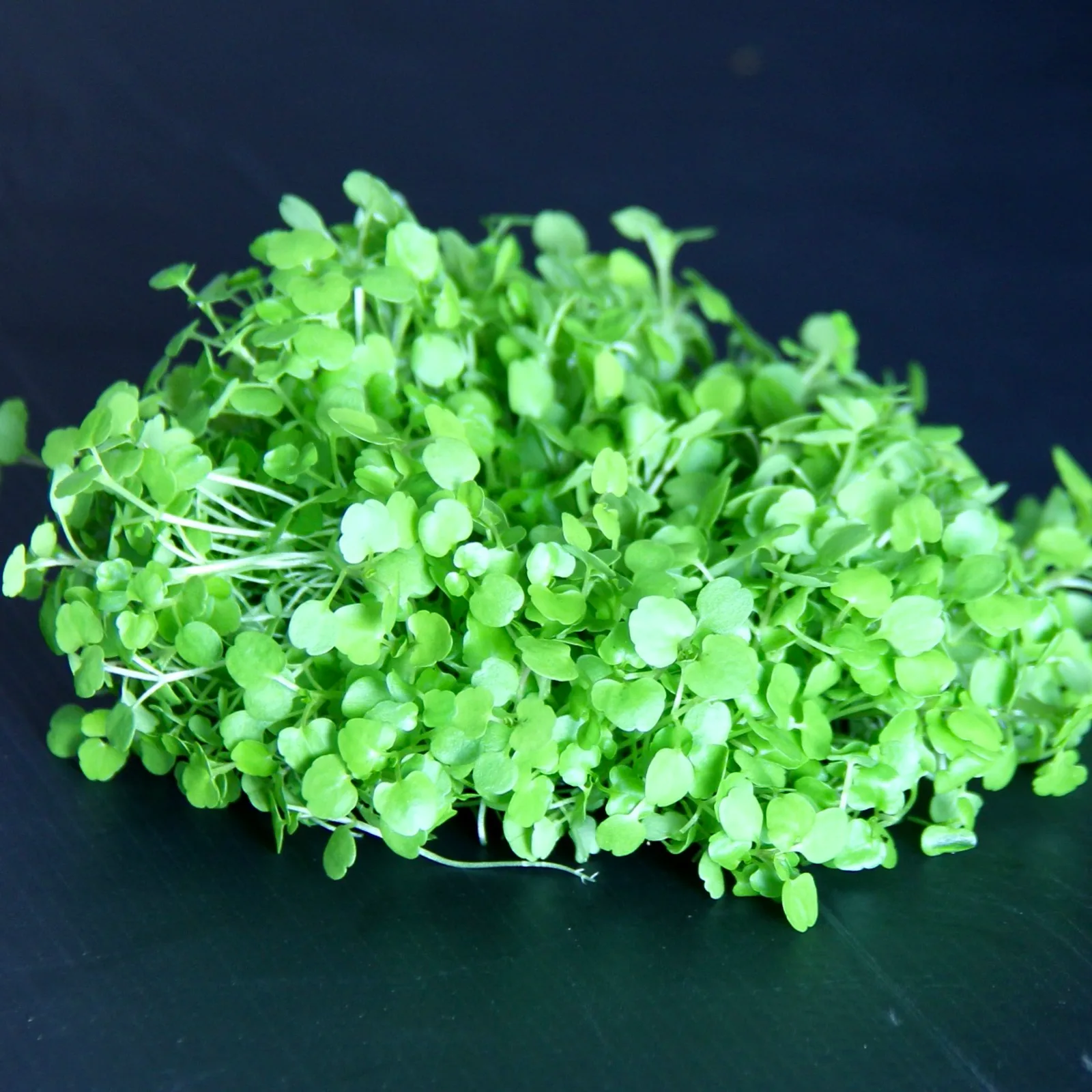Micro Watercress — Nasturtium officinale