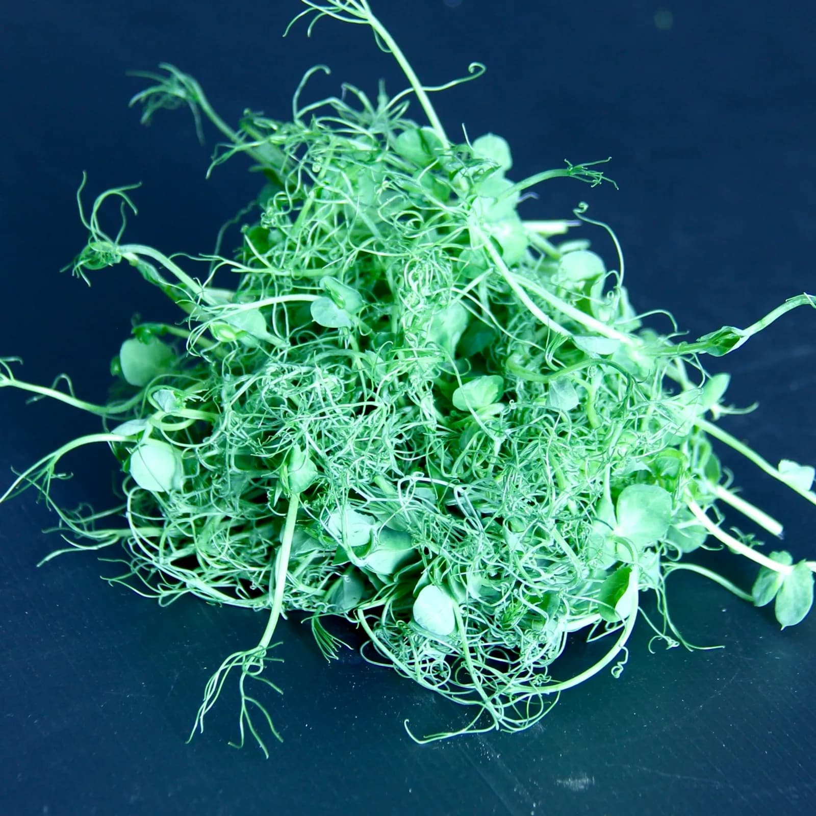 Pea Tendril — Pisum sativum