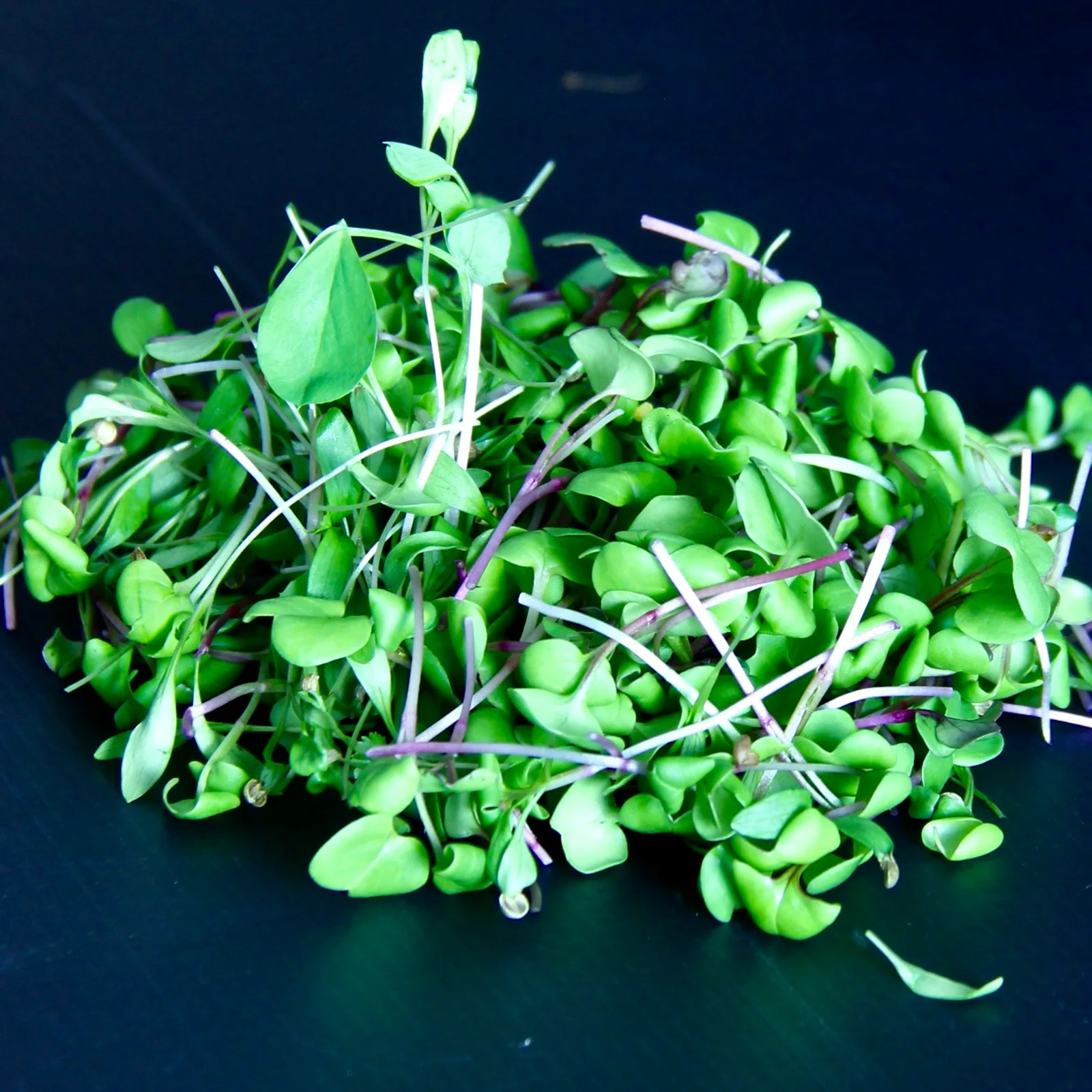 Pretty in Pink — Coriander, Pea Shoot & China Rose Radish Mix retail — Valde Sanus