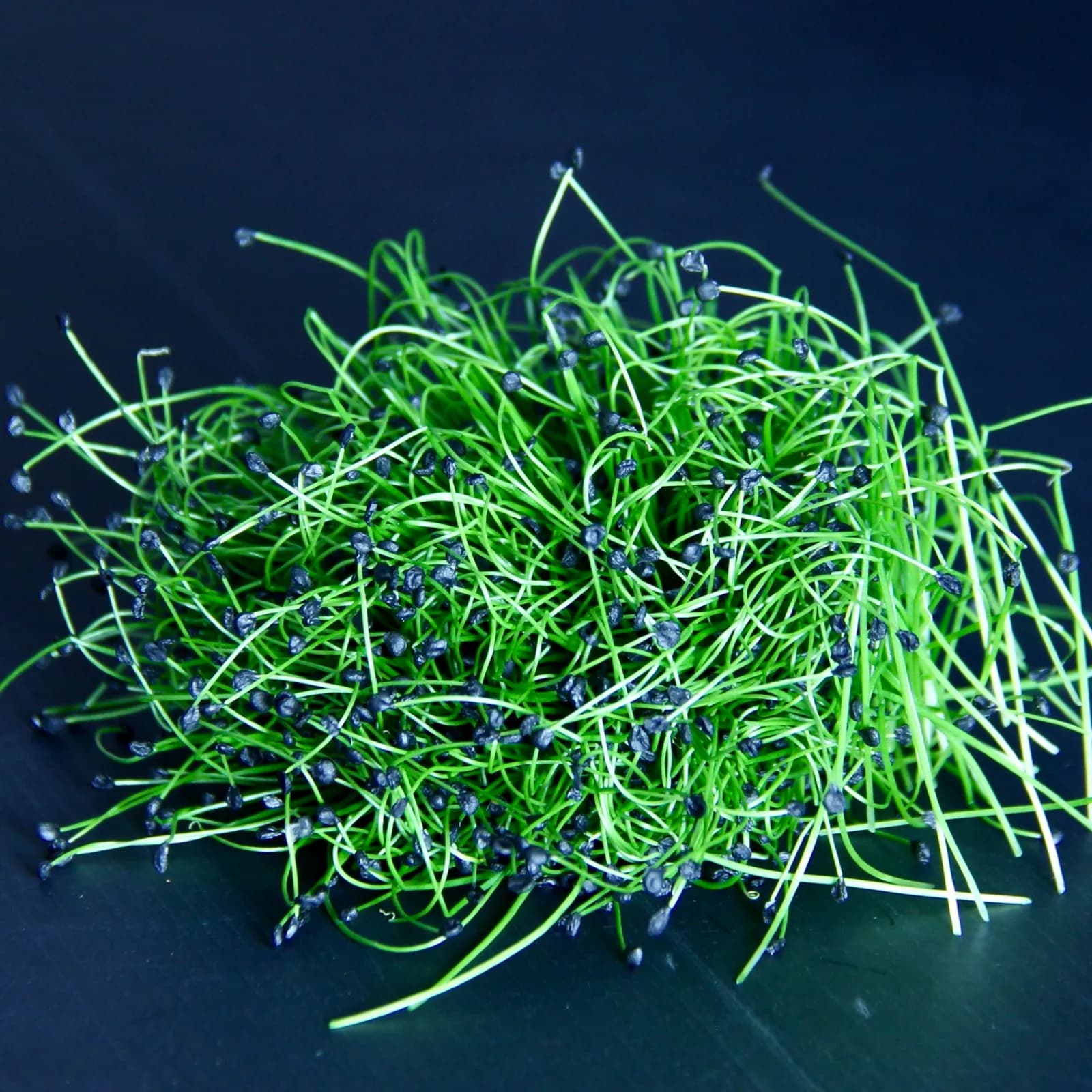 Rock Chives — Allium tuberosum