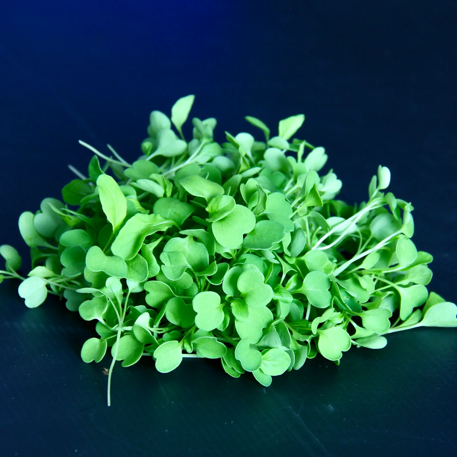 Roquette (rocket, arugula) — Eruca vesicaria