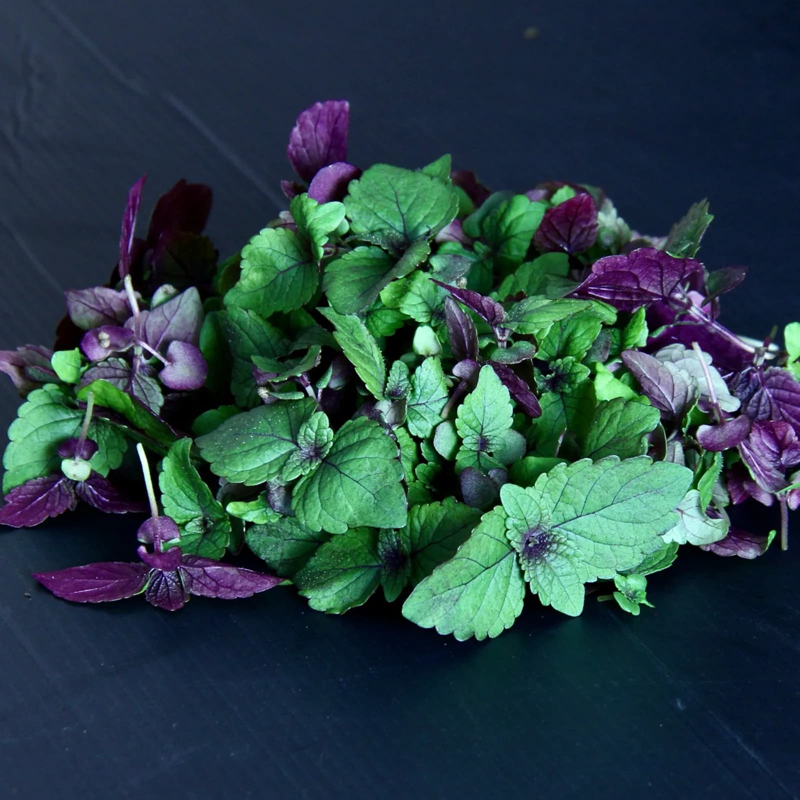 Shiso 20th Century — Perilla frutescens var. crispa