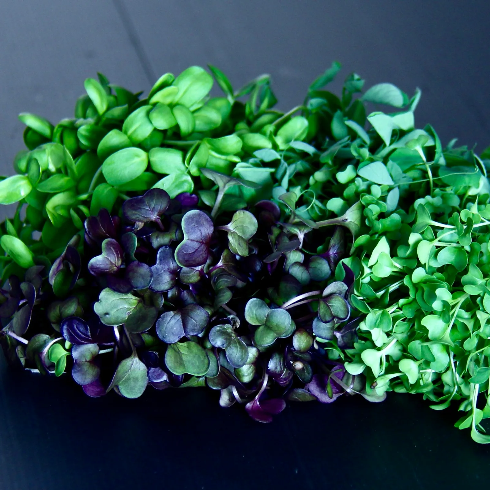 Shoots to Thrill — Sunflower, Pea Shoot, Radish & Broccoli Microgreen Selection Box retail — Germina Deliciarum