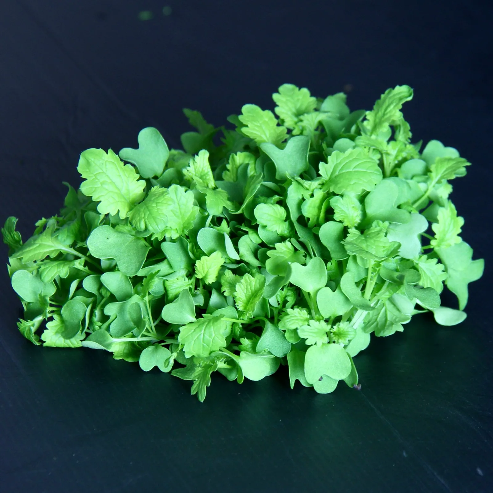 Wasabina — Brassica juncea var. cernua
